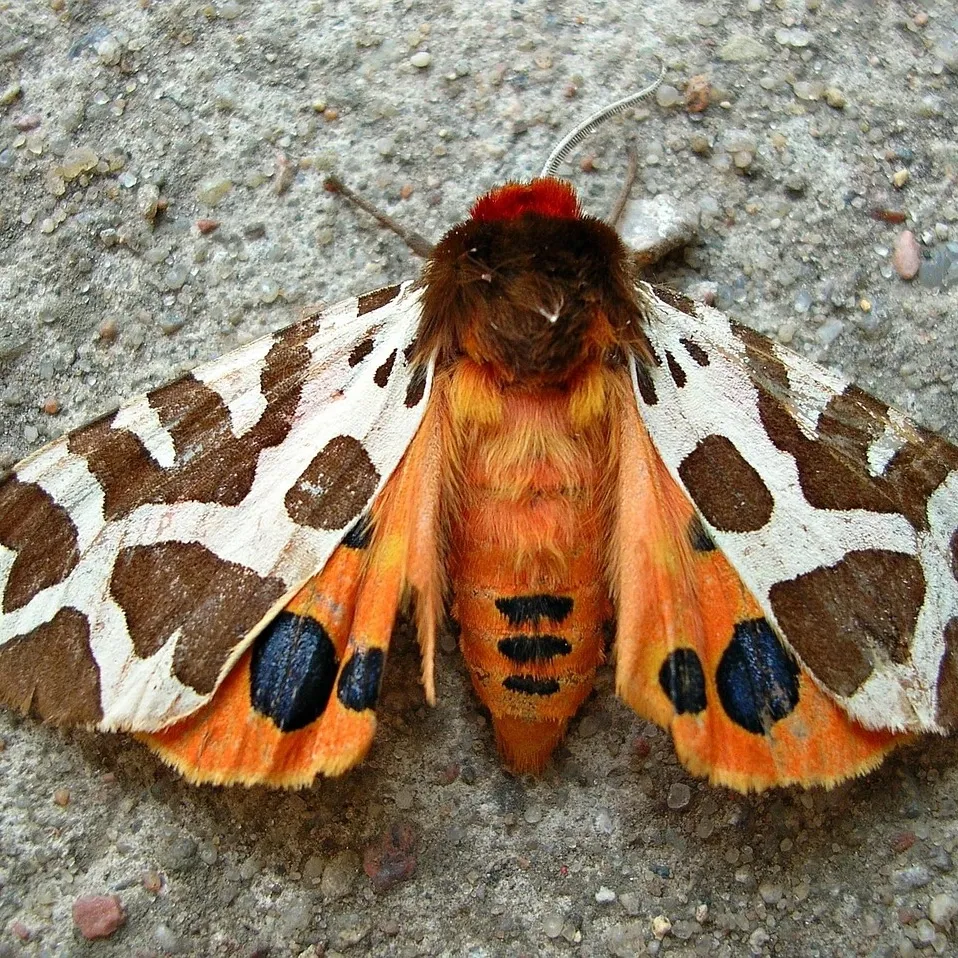 Kaja Skrzypczak